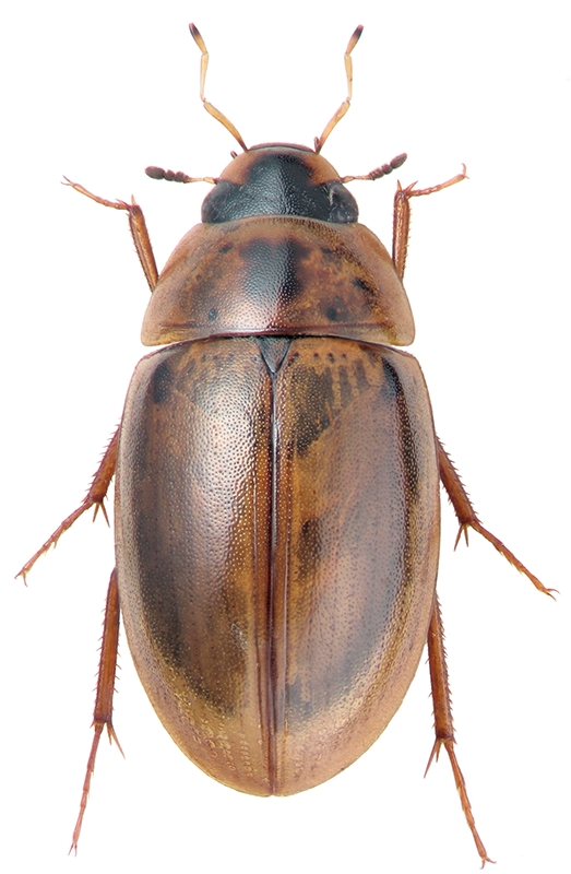 Enochrus quadripunctatus Herbst