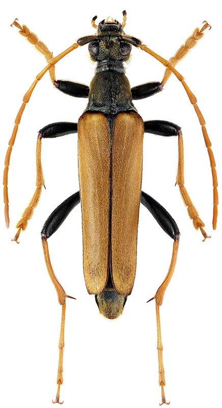 Leptura latipennis Matsushita, 1933