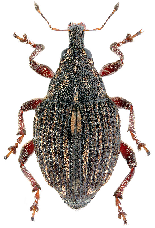 Rhinoncus pericarpius L., 1758