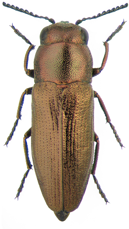Sphenoptera palea Obenb.