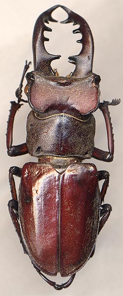 Lucanus maculifemoratus, male