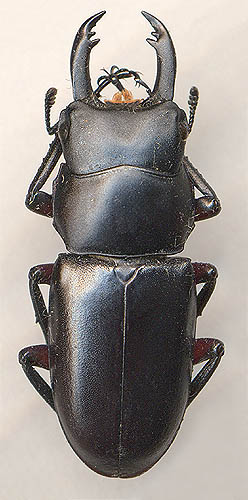 Macrodorcas rubrofemoratus, male