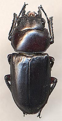 Macrodorcas rubrofemoratus, female