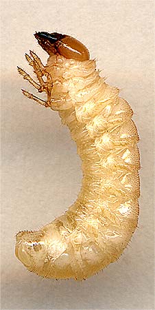 Platycerus caprea, larva