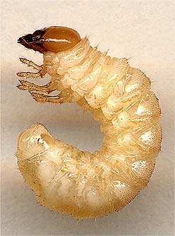 Platycerus caprea, larva