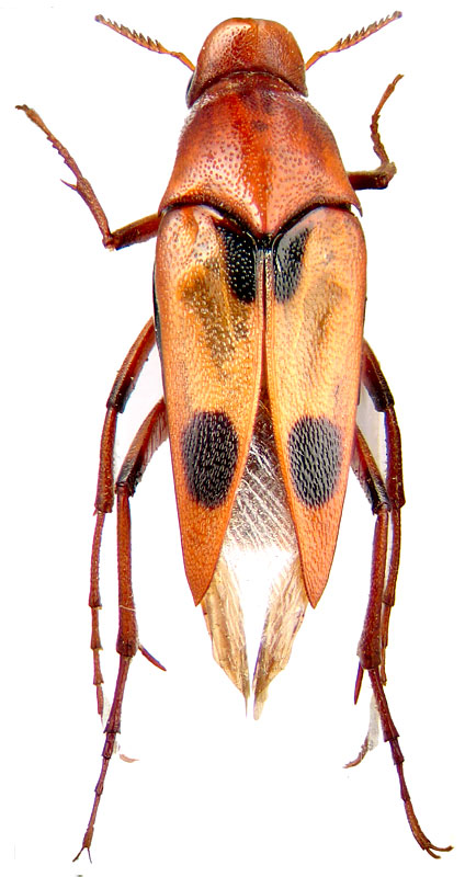 Macrosiagon bimaculata F.