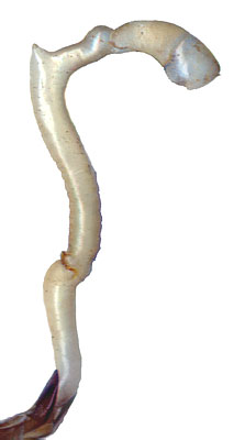 Morimus verecundus: endophallus