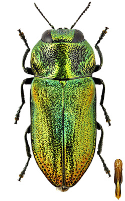Buprestidae: Anthaxia muliebris Obenberger, 1918