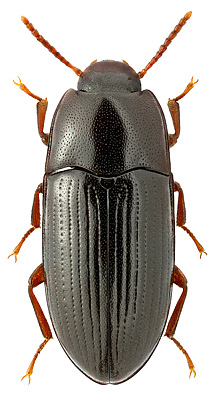 Tenebrionidae: Diaclina fagi (Panzer, 1799)