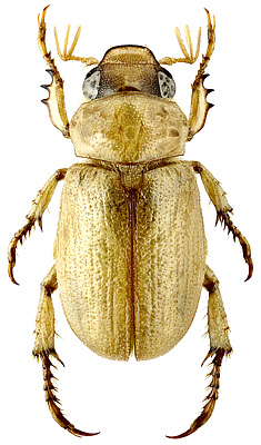 Scarabaeidae: Epadoretus reitteri (Semenov, 1890)