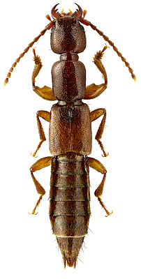 Staphylinidae: Lathrobium pallidum Nordmann, 1837