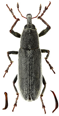 Curculionidae: Lixus lukjanovitshi Ter-Minasian, 1966