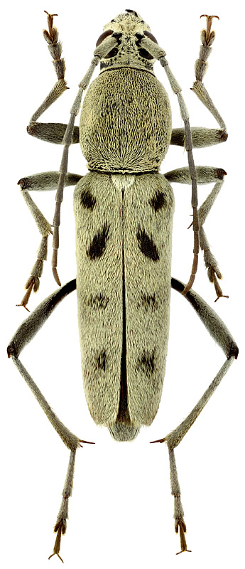 Chlorophorus faldermanni (Fald.)