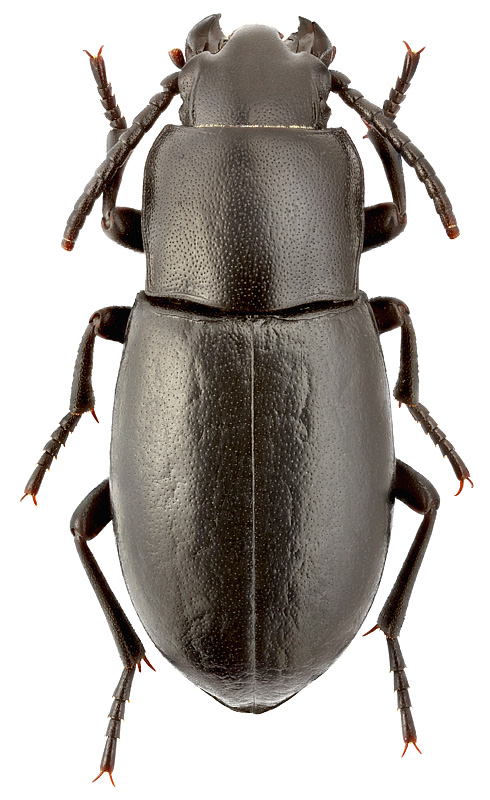 Dailognatha caraboides (Eschscholtz)