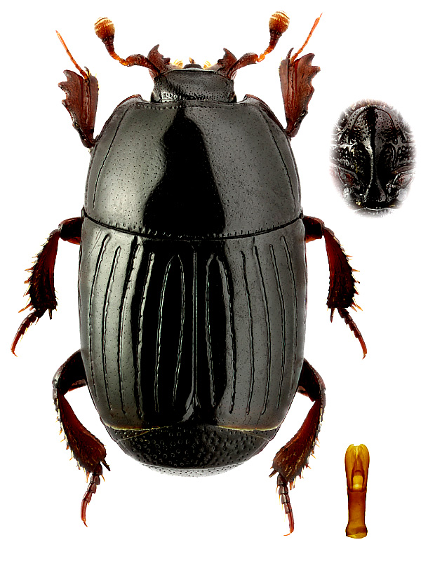 Eudiplister castaneus (Ménétriés, 1832)