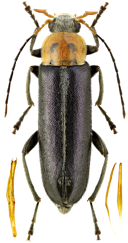 Osphya cylindromorpha Abeille de Perrin