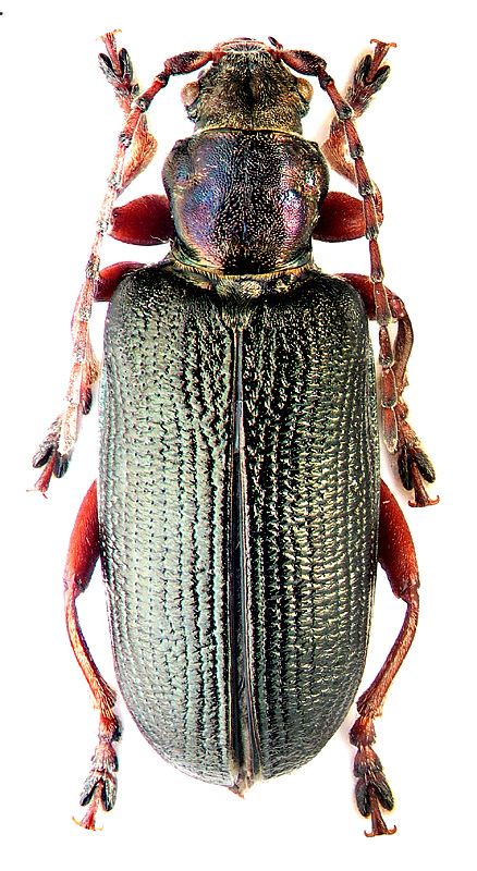 Plateumaris braccata (Scop.)
