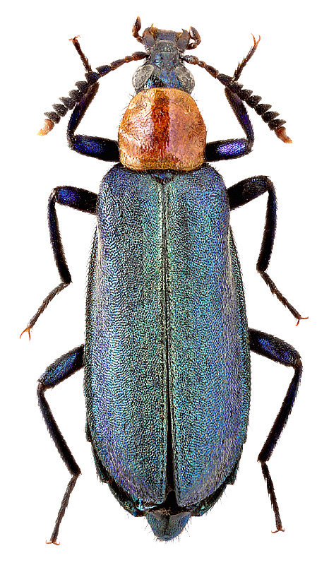 Prionocerus coeruleipennis Perty