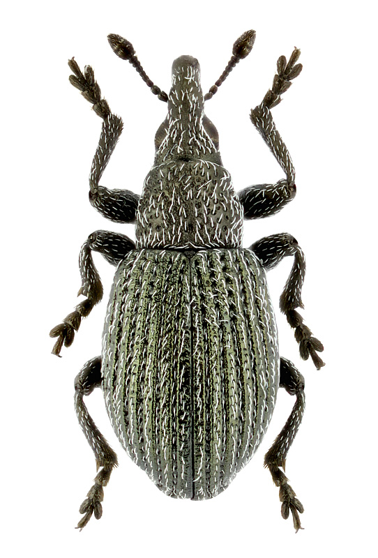 Pseudoperapion brevirostre (Hbst.)