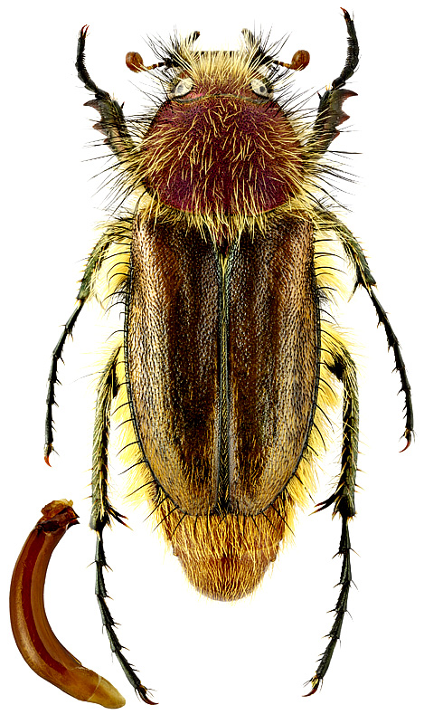 Pygopleurus rufovillosus (Rtt.)