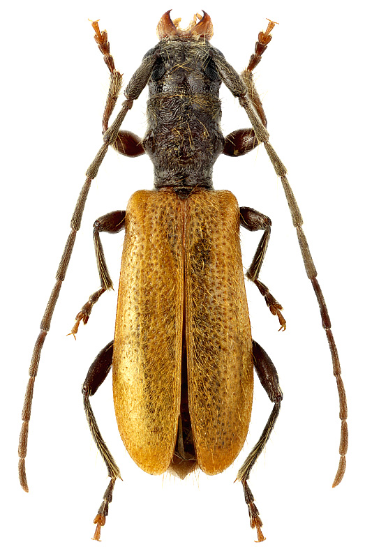 Stenhomalus bicolor (Kr.)