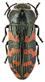 Buprestidae: Acmaeodera quadrizonata Ab.