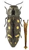 Buprestidae: Acmaeodera (Acmaeotethya) saxicola saxicola Spinola, 1838