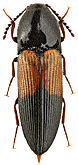 Elateridae: Ampedus patricius Gurjeva, 1957