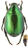 Scarabaeidae: Anomala osmanlis Blanch.