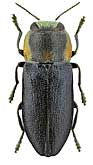 Buprestidae: Anthaxia olivieri Gory et Laporte