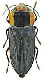 Buprestidae: Anthaxia platysoma Ab.