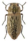 Buprestidae: Anthaxia plavilscikovi Obenb.