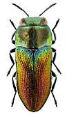 Buprestidae: Anthaxia praeclara Mnnh.