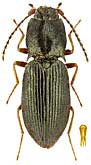 Elateridae: Ascoliocerus basalis (Motsch.)