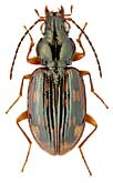 Carabidae: Bembidion fumigatum (C.Duft.)