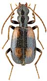 Carabidae: Brachinus cruciatus Quensel, 1806