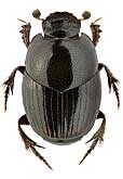 Scarabaeidae: Caccobius histeroides (Men.)