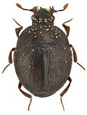 Histeridae: Chaetabraeus globulus (Creutz.)