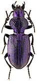 Carabidae: Chilotomus usgentensis Schauberger, 1932
