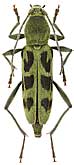 Cerambycidae: Chlorophorus simillimus (Kr.)