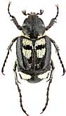 Scarabaeidae: Chromovalgus peyroni (Muls. et Wachanru)