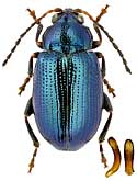 Chrysomelidae: Crepidodera picipes (Ws.)