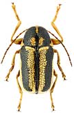 Chrysomelidae: Cryptocephalus bohemius Drapiez, 1819