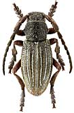 Cerambycidae: Dorcadion rosti Pic