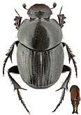 Scarabaeidae: Euonthophagus atramentarius (Men.)