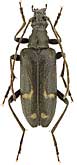 Cerambycidae: Evodinellus borealis (Gyll.)