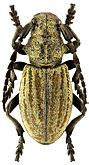 Cerambycidae: Iberodorcadion marmottani Escalera, 1900