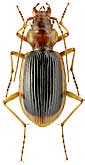 Carabidae: Nebria psammophila Solsky, 1874