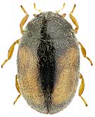 Coccinellidae: Nephus redtenbacheri (Muls.)