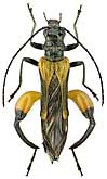 Oedemeridae: Oedemera brevipennis Gglb.